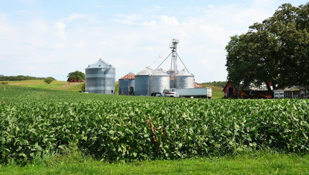 Lavoura de soja com silos de grãos ao fundo